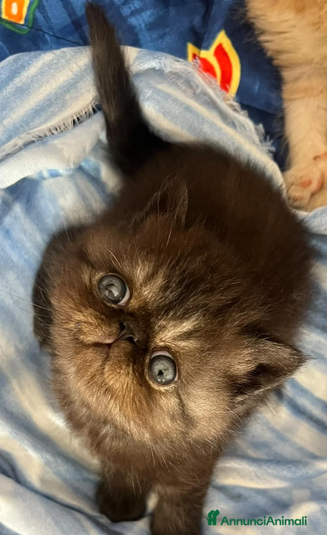 Exotic Shorthair gatti in vendita: Maschietti Exotic  - Annuncio 2