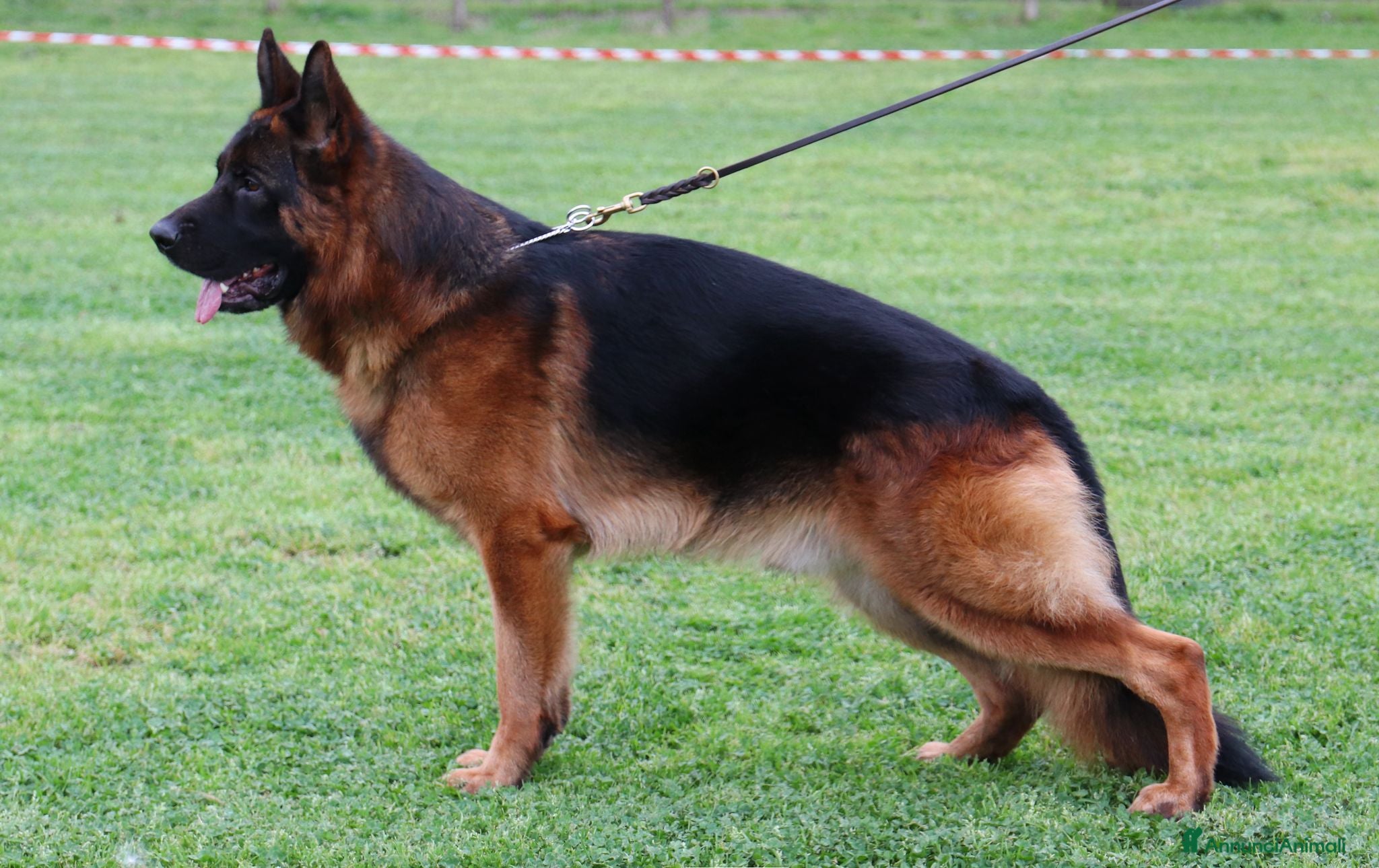 Pastore Tedesco cani in vendita: Pastore tedesco cuccioli - Annuncio 7