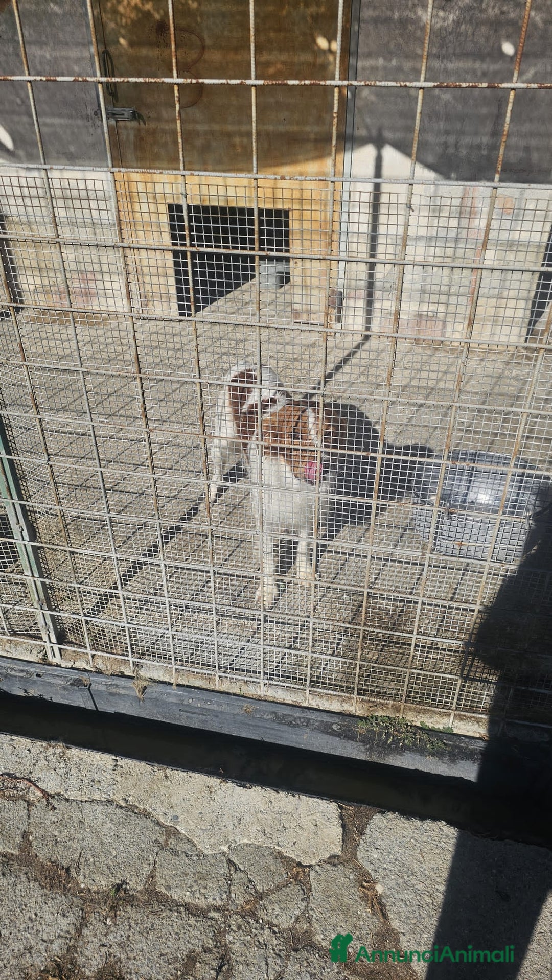 Altre razze cani in regalo: birillo - Annuncio 4