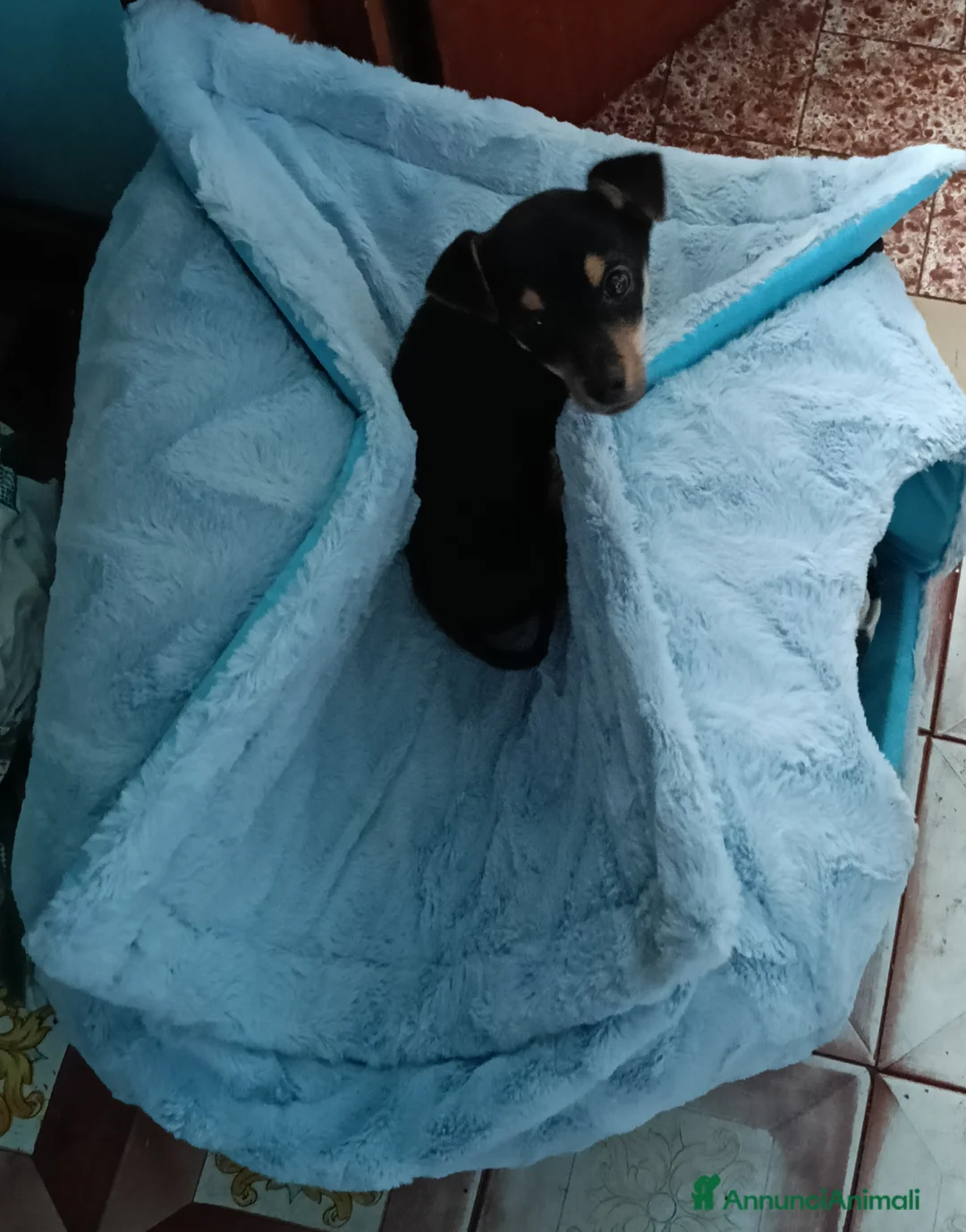 Affenpinscher cani in vendita: disponibile cucciolo Phinscer toy di un kg  - Annuncio 3