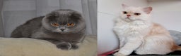 Scottish gatti in vendita: Scottish fold  a Provincia di Reggio Emilia - Annuncio 17