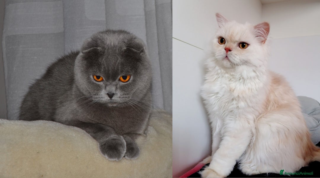 Scottish gatti in vendita: Scottish fold  a Provincia di Reggio Emilia - Annuncio 17