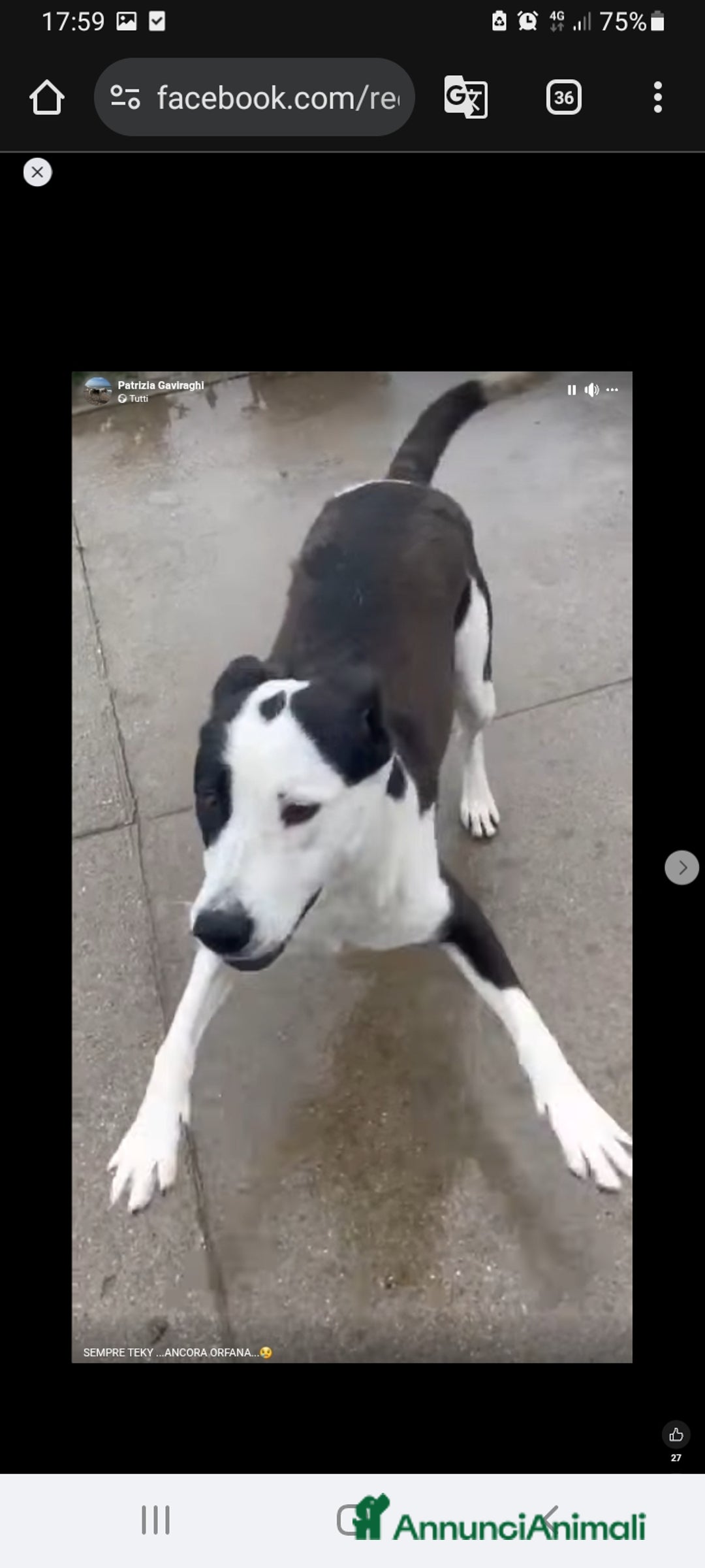 Meticcio gatti in regalo: Mix Amstaff femmina oltre 3anni di appelli CREMONA - Annuncio 11