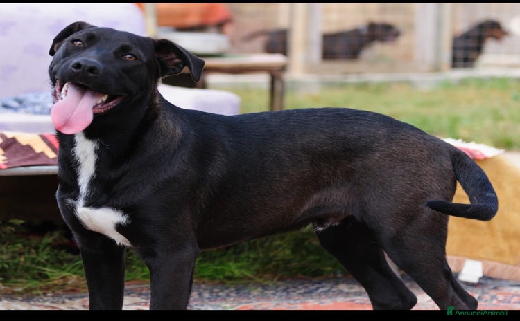 Altre razze cani a Provincia di Bergamo - Annuncio 18