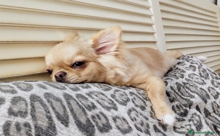 Chihuahua cani a Provincia di Salerno - Annuncio 7