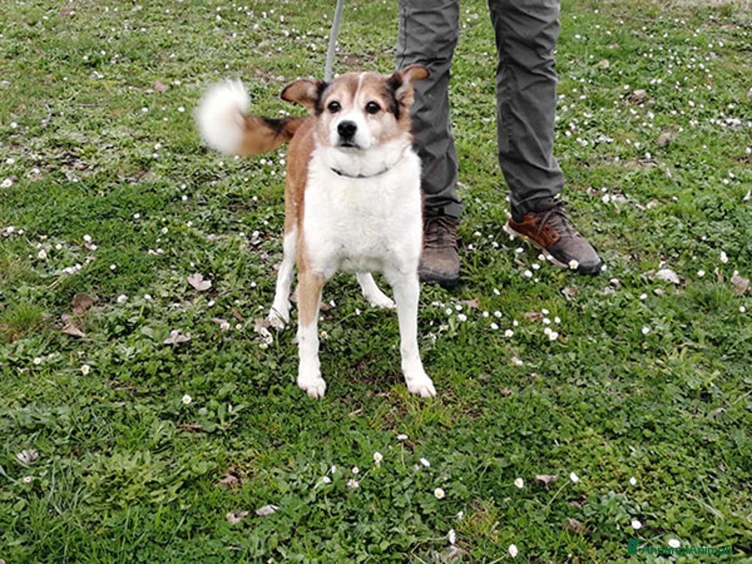 Meticcio cani in regalo: NONNO PLAUTO CERCA ANCORA UNA CASA, IN ADOZIONE - Annuncio 4