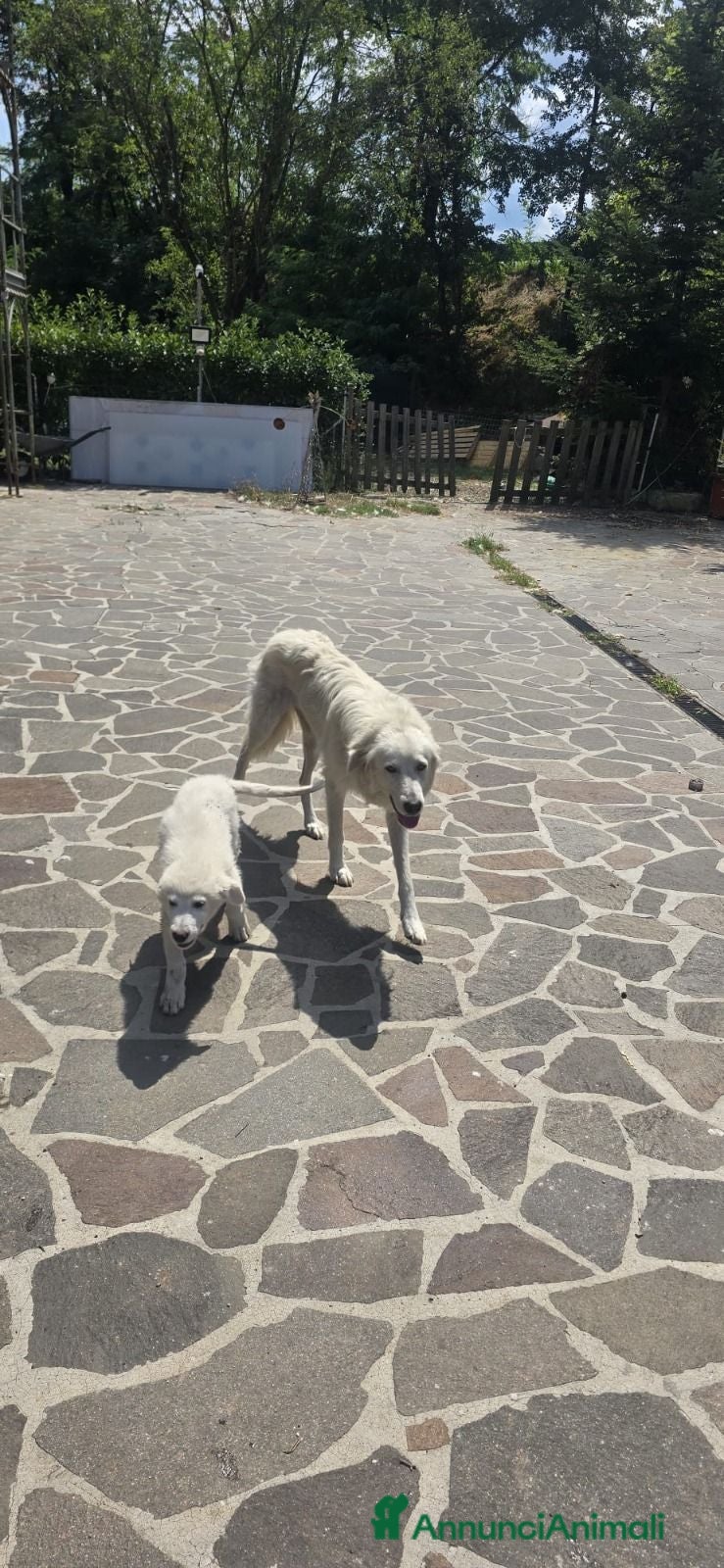 Meticcio cani Regalo cucciolo - Annuncio 2