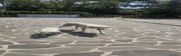 Meticcio cani in regalo: Regalo cucciolo a Città Metropolitana di Firenze - Annuncio 1