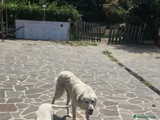Meticcio cani Regalo cucciolo - Annuncio 2