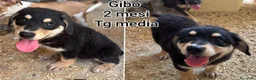 Meticcio cani in regalo: TROPPI CUCCIOLI SOLI IN RIFUGIO  a Provincia di Verona - Annuncio 8