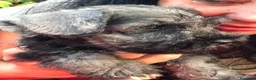 Mini Schnauzer cani in vendita: Cuccioli di zwergschnauzer pepe e sale  a Provincia di Macerata - Annuncio 3