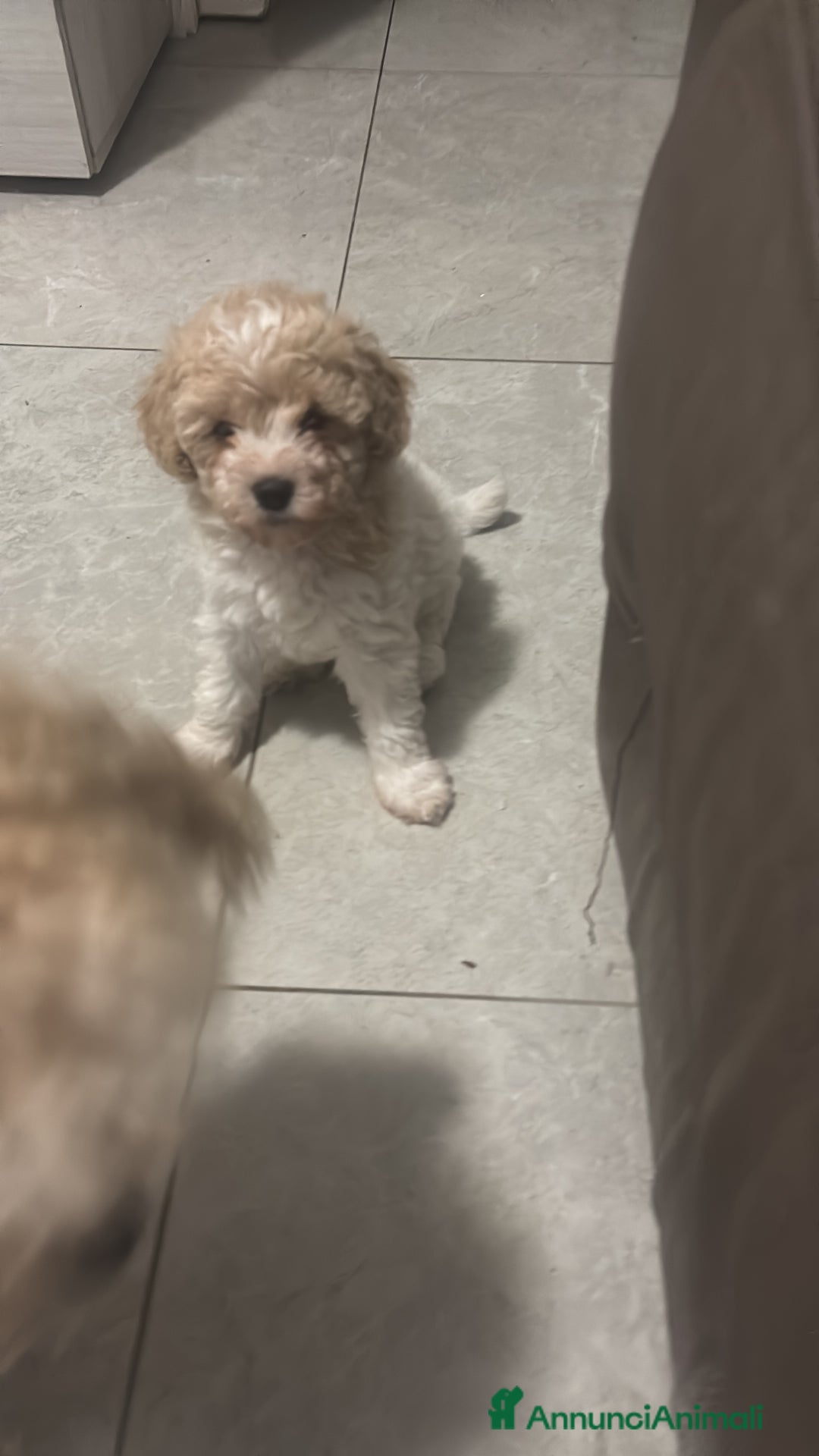 Barboncino cani in vendita: Barboncine - Annuncio 4