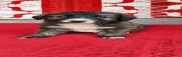 Meticcio cani in regalo: Dalì cerca una famiglia che lo adotti a Provincia autonoma di Trento - Annuncio 7