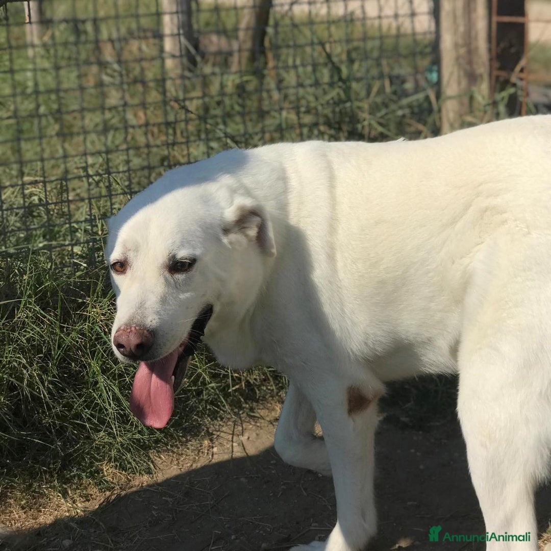 Meticcio cani in regalo: Help per COMMODO derivato labrador  a Provincia di Latina - Annuncio 4