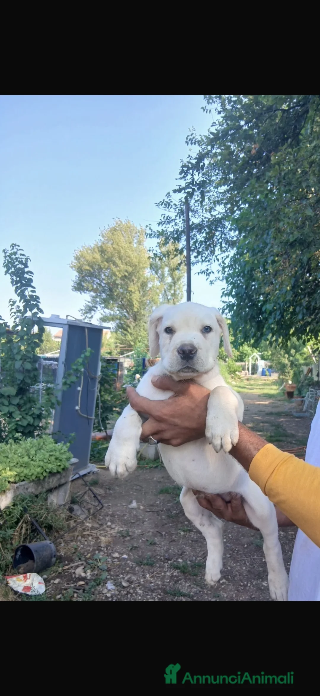 Cane Corso cani in vendita: cuccioli cane corso femmine 2 mesi  - Annuncio 2