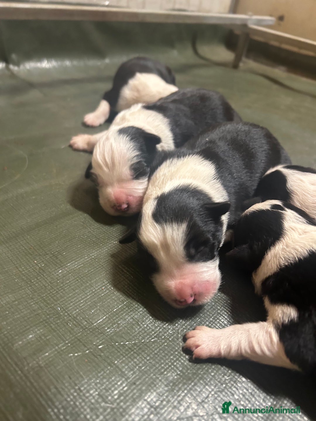 Border Collie cani in vendita: Allevamento BELVERDE border collie - Annuncio 2