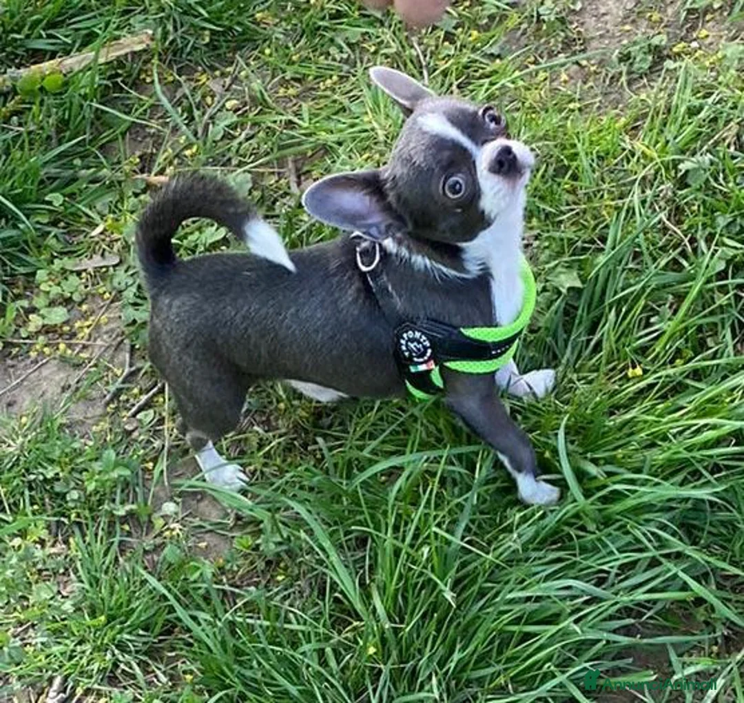 Immagine della galleria {{count}}