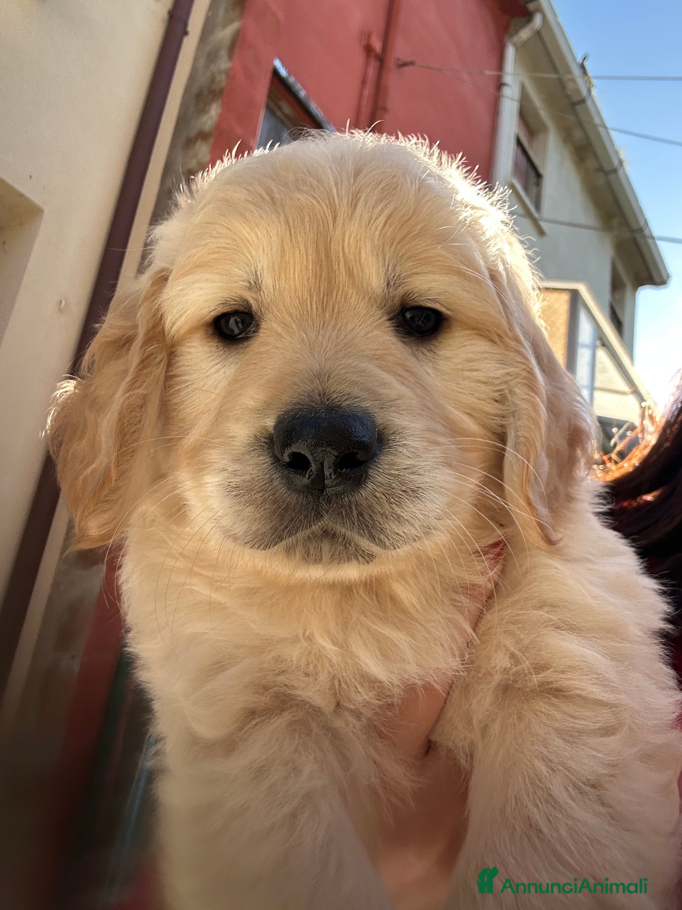 Golden Retriever cani Golden Retrivers  - Annuncio 1