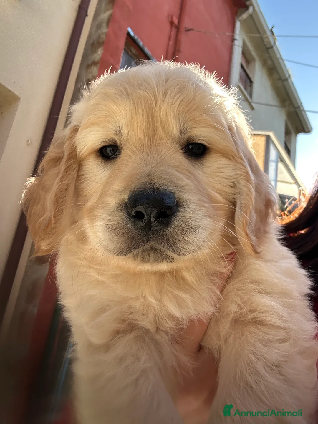 Golden Retriever cani in vendita: Golden Retrivers  a Provincia di Verona - Annuncio 1
