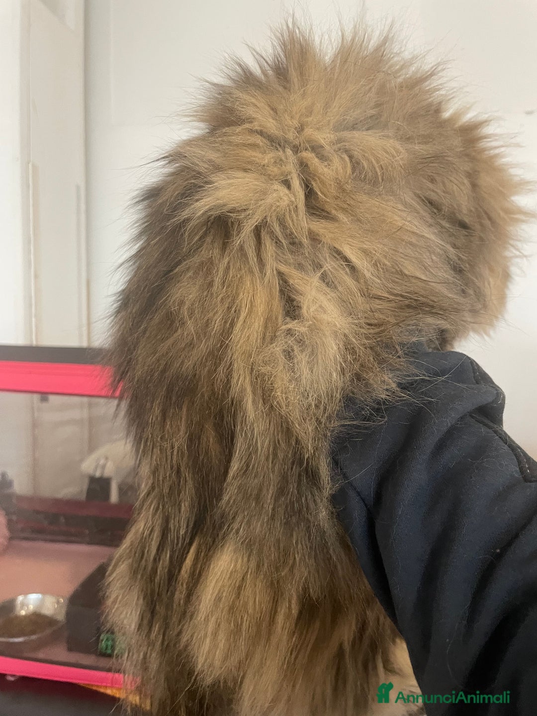 Persiano gatti in vendita: gatto persiano golden shaded con pedigree - Annuncio 8