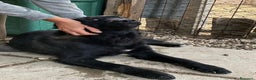 Meticcio cani in regalo: Cucciolo 6 mesi maschio taglia media  - Annuncio 2