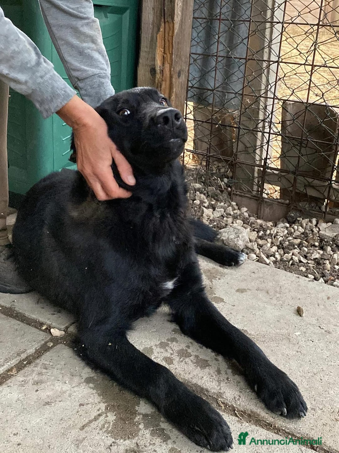 Meticcio cani in regalo: Cucciolo 6 mesi maschio taglia media  - Annuncio 2