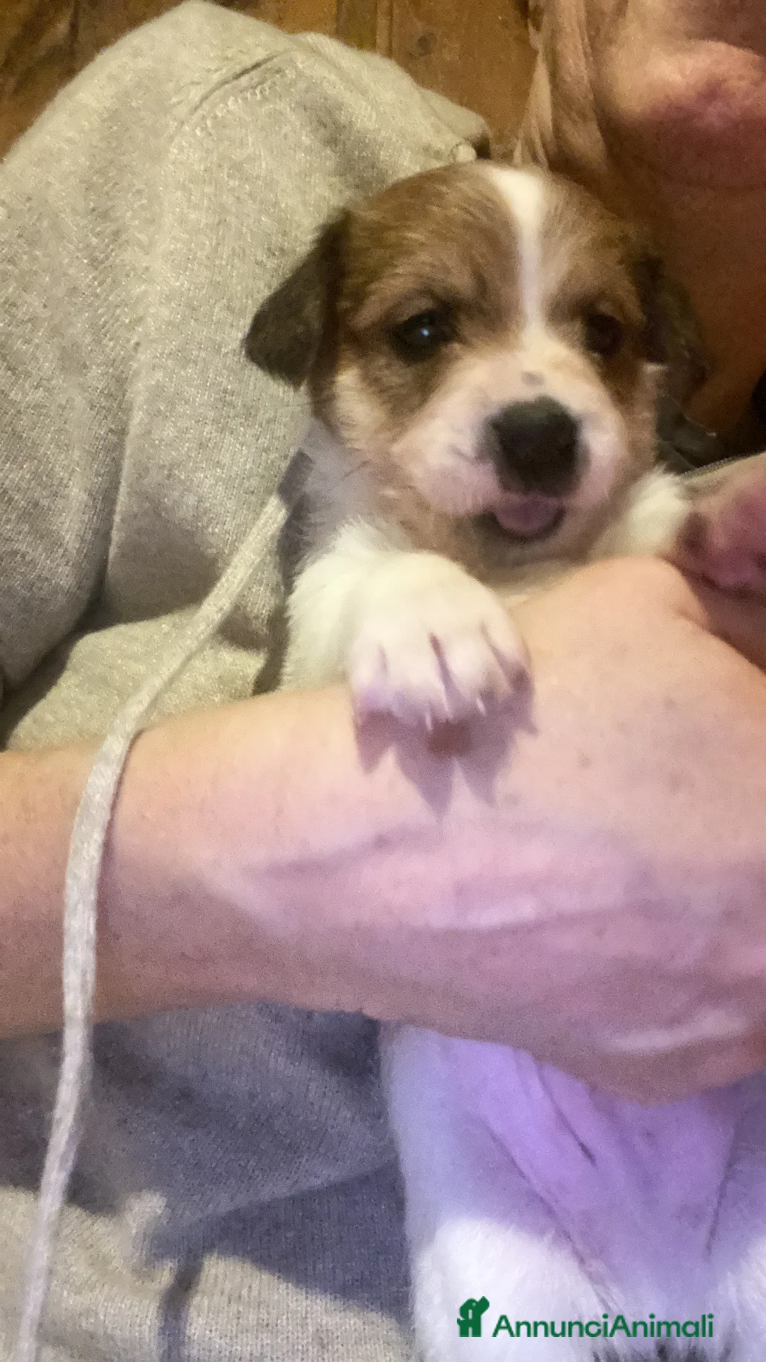 Jack Russell cani in vendita: Jack Russell terrier cucciolo 2 mesi pelo ruvido  - Annuncio 6