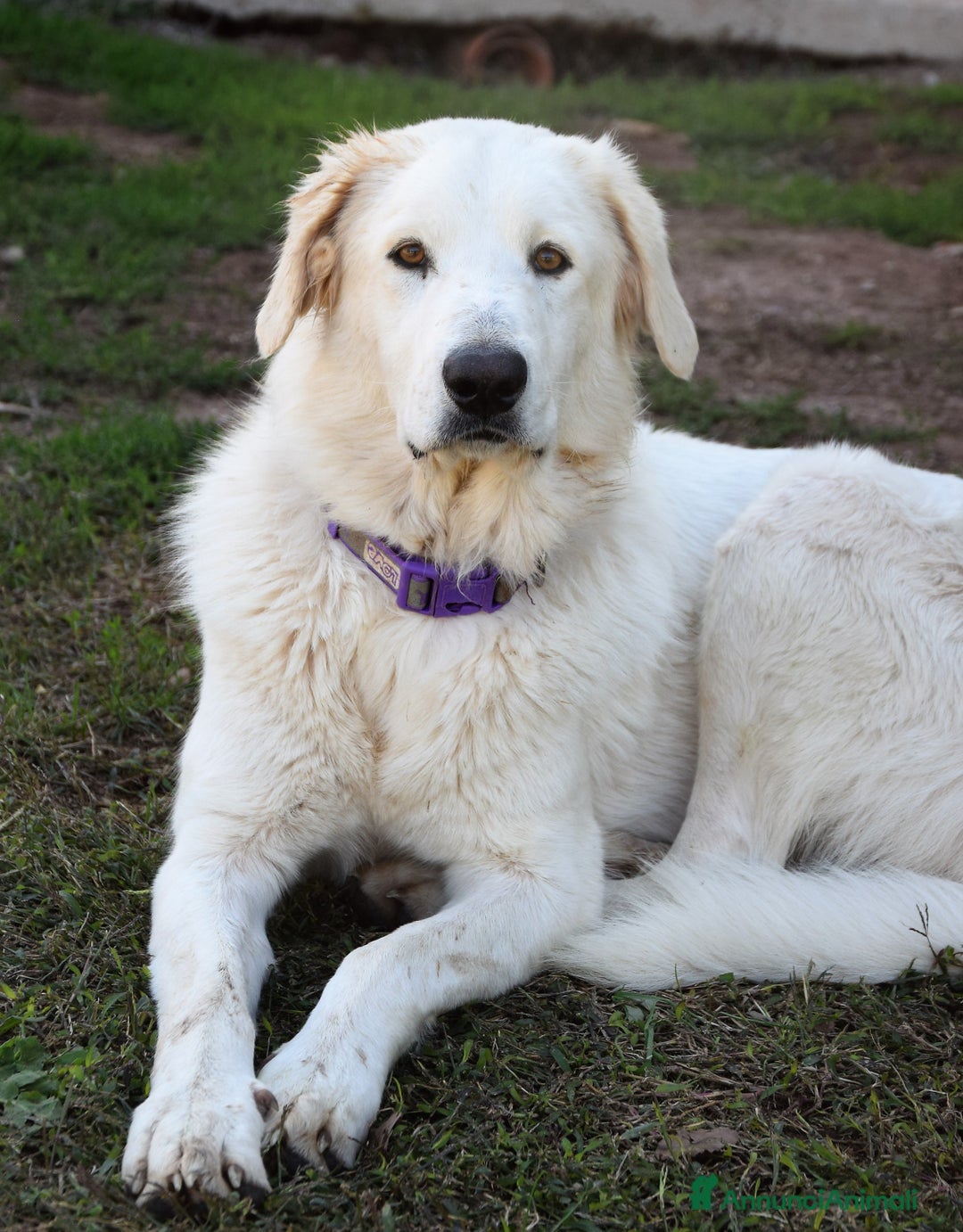 Pastore Maremmano cani in regalo: Rosetta,il cane con la C maiuscola a Pomezia - Annuncio 5