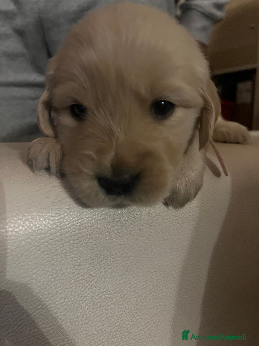 Golden Retriever cani in vendita: Cucciolo di Golden retriver anglo americani  - Annuncio 14