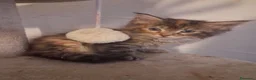 Maine Coon gatti in vendita: Maine coon cuccioli - Annuncio 3