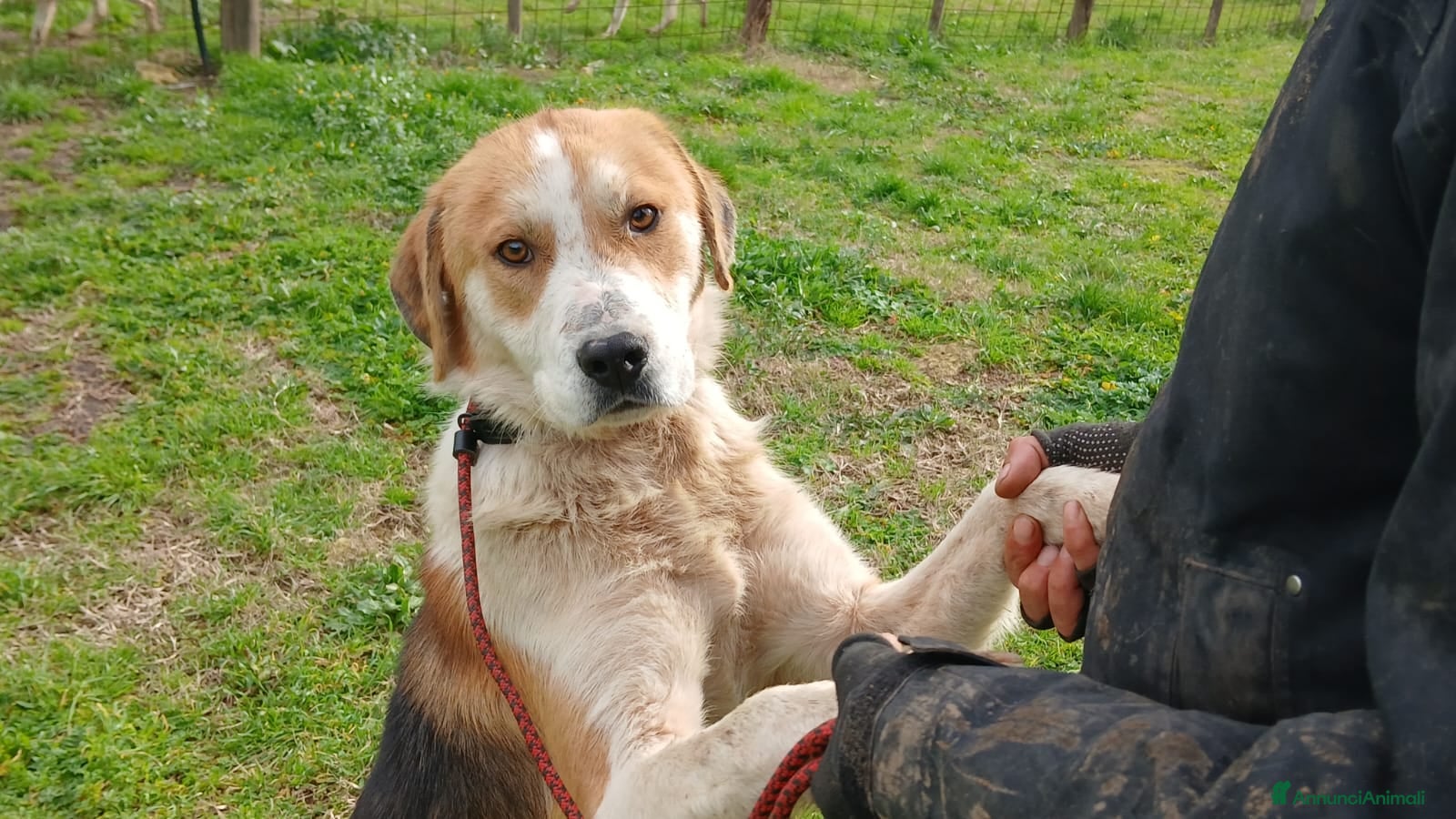 Meticcio cani PORTHOS UNO DEI TRE MOSCHETTIERI CERCA CASA - Annuncio 33
