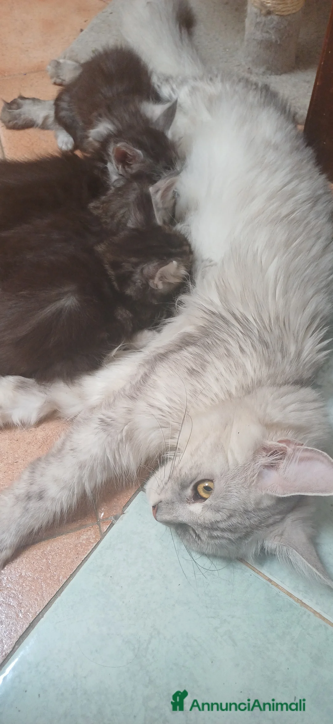 Maine Coon gatti in vendita: Cucciola di Maine Coon TOP linea russa  a Provincia di Perugia - Annuncio 2
