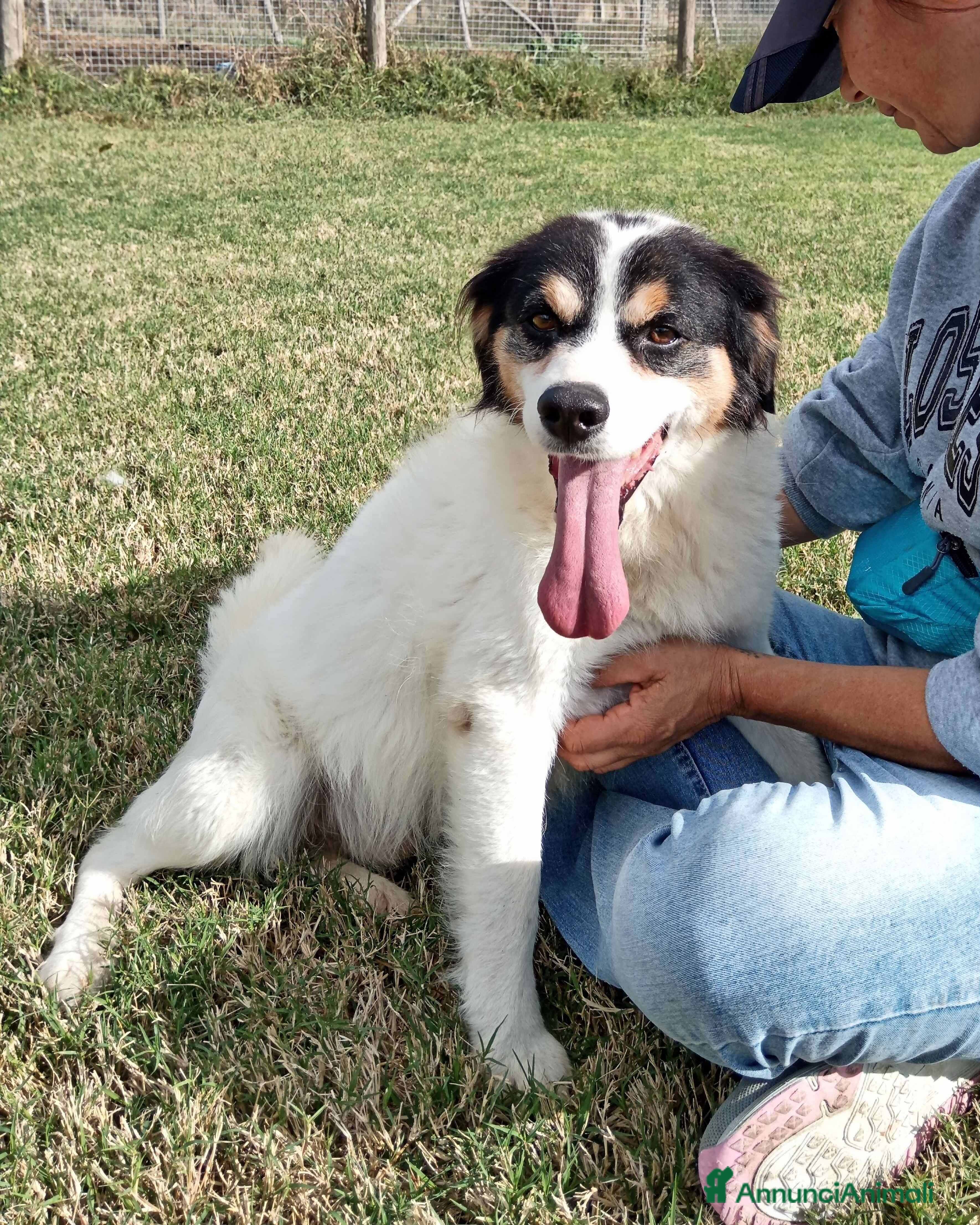 Meticcio cani ALVI giovanissimo volpino tricolore  a Provincia di Latina - Annuncio 26