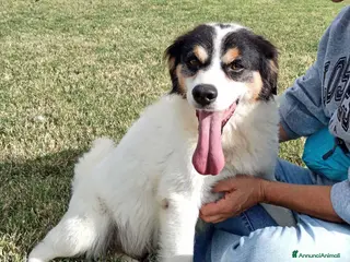 Meticcio cani ALVI giovanissimo volpino tricolore a Provincia di Latina - Annuncio 11