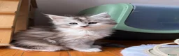 Maine Coon gatti in vendita: Cucciole Maine Coon Black Silver Tortie - Annuncio 14