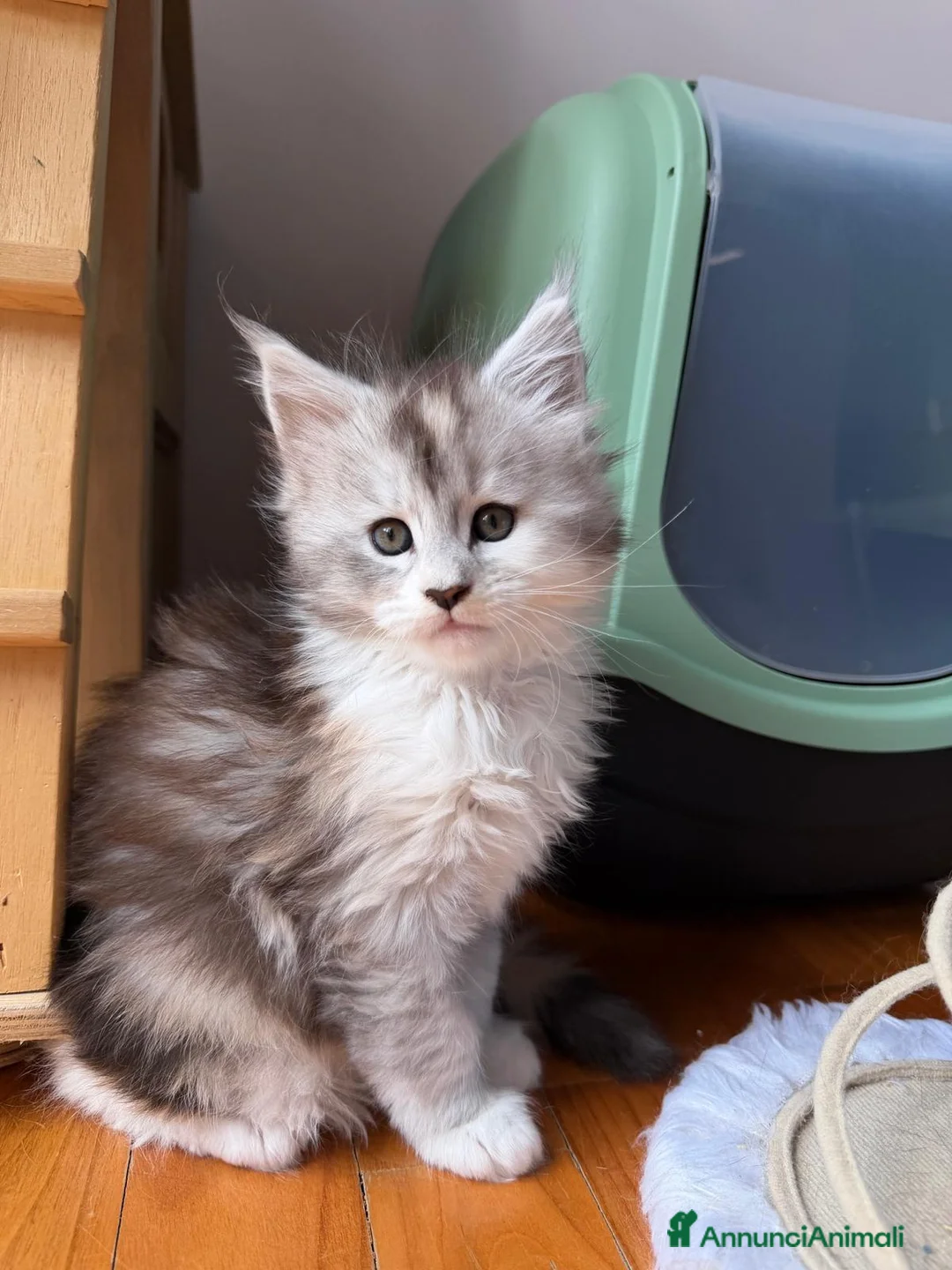 Maine Coon gatti in vendita: Cucciole Maine Coon Black Silver Tortie - Annuncio 14