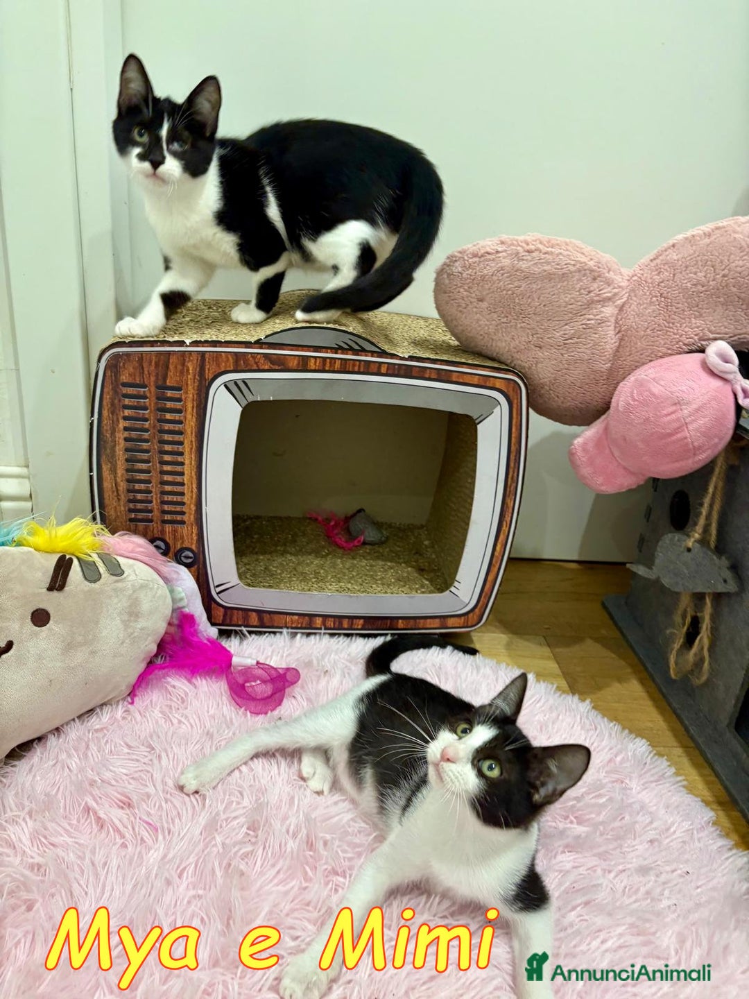 Europeo gatti in regalo: MIMI E MYA - Annuncio 7