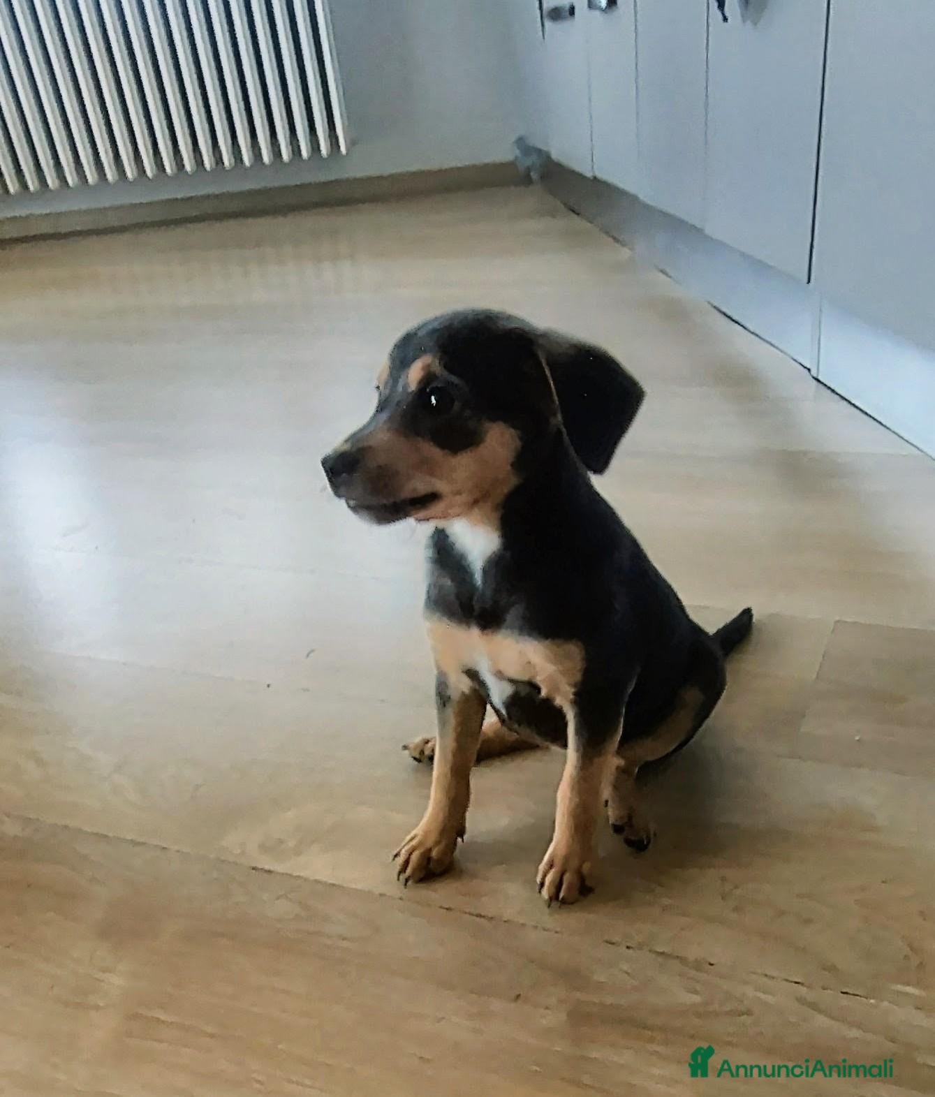 Meticcio cani Due meticci - Annuncio 6