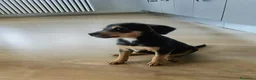 Meticcio cani in regalo: Due meticci a Provincia di Cuneo - Annuncio 1