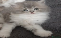Persiano gatti in vendita: Gattini persiano bicolore a Città metropolitana di Messina - Immagine 5