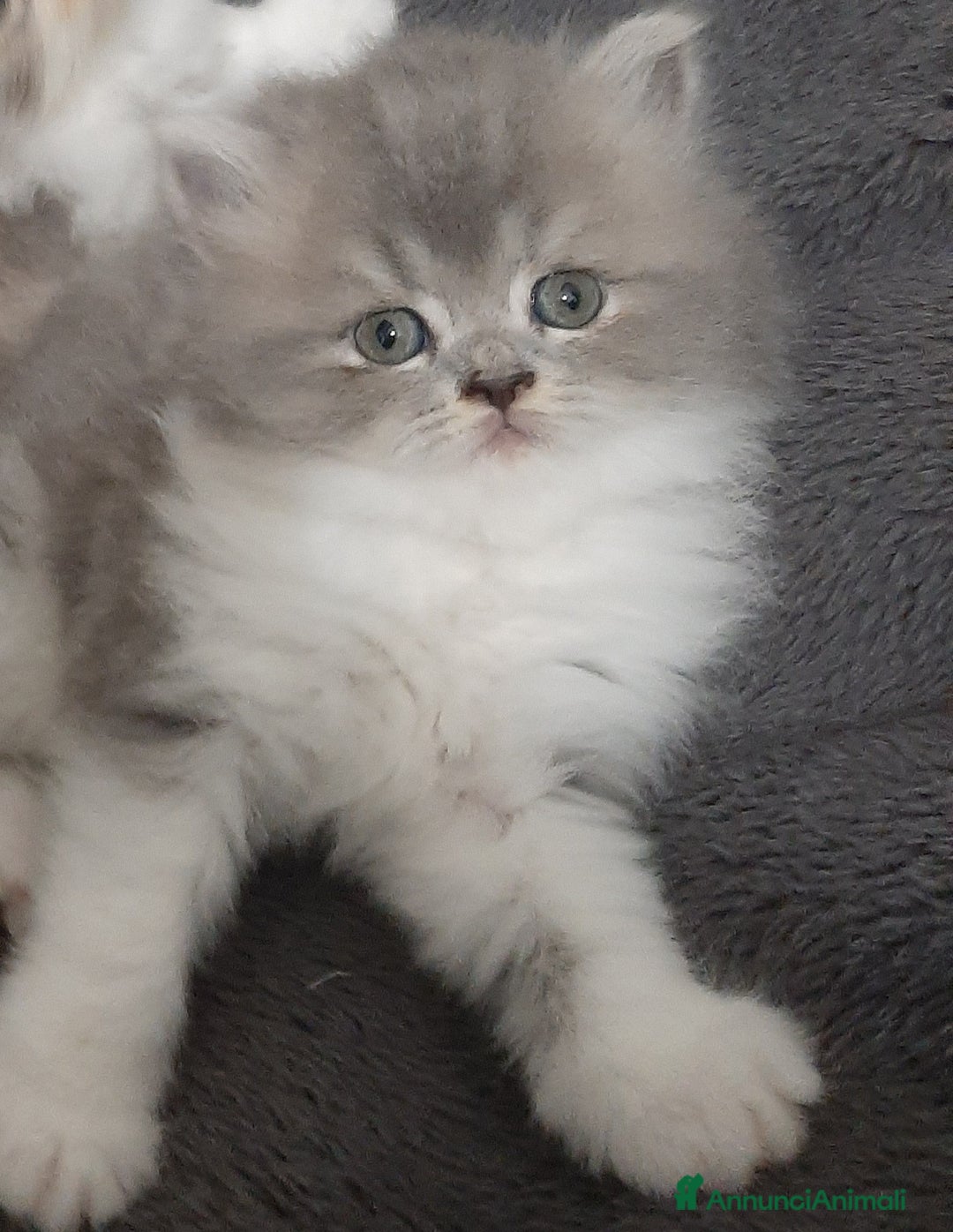 Persiano gatti in vendita: Gattini persiano bicolore a Città metropolitana di Messina - Immagine 5
