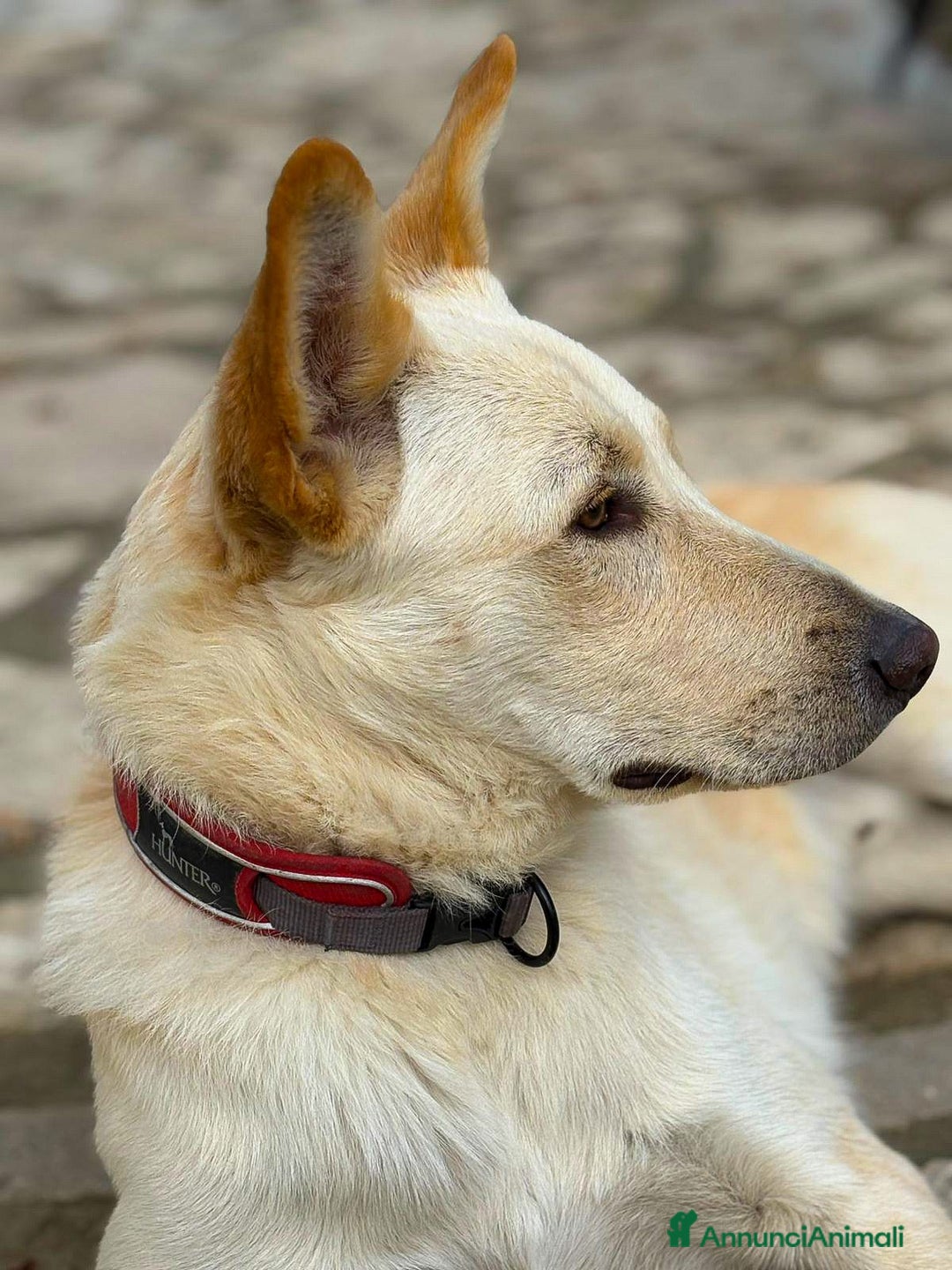 Meticcio cani in regalo: ROMEO 💙 -  vi farà innamorare! Energia pura! - Annuncio 9