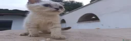 Scottish gatti in vendita: Splendori gattini schottisch Fold è brithish - Annuncio 15