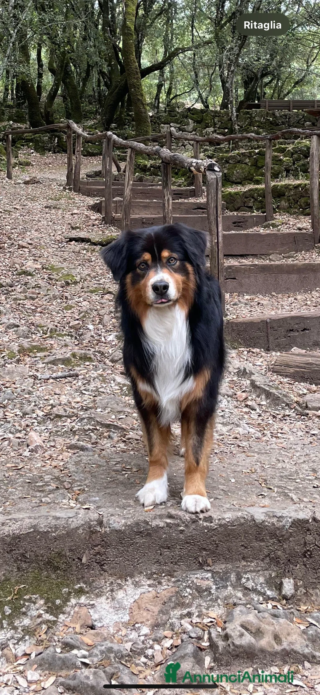 Australian Shepherd cani per accoppiamento: Australian Shepherd tricolore NBT cerca fidanzata  a Provincia di Asti - Annuncio 9