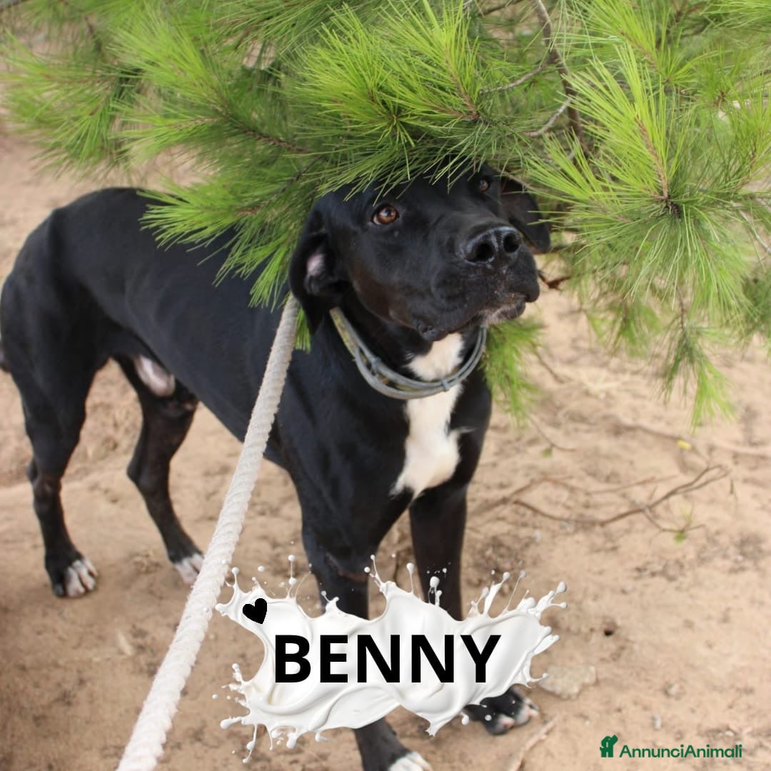 Meticcio cani in regalo: BENNY 💙 - ha bisogno di uscire da box 🙏🏻😞 - Annuncio 1