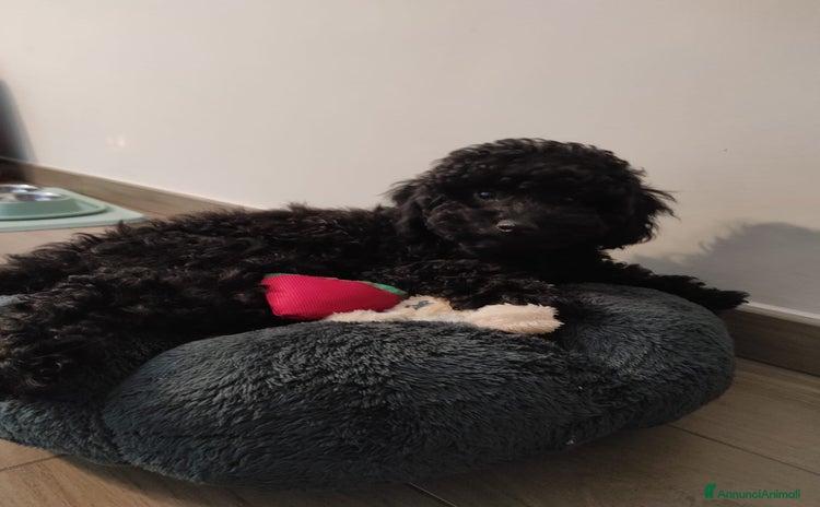 Barboncino Toy cani a Città Metropolitana di Firenze - Annuncio 5