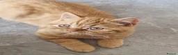 British gatti in vendita: Scottish Straight con Pedigree  - Annuncio 5