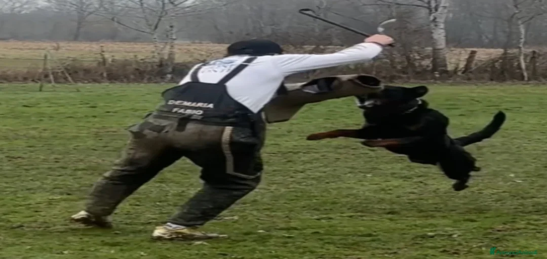 Immagine della galleria {{count}}