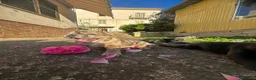 Bulldog Francese cani in vendita: bulldog francese  - Annuncio 7
