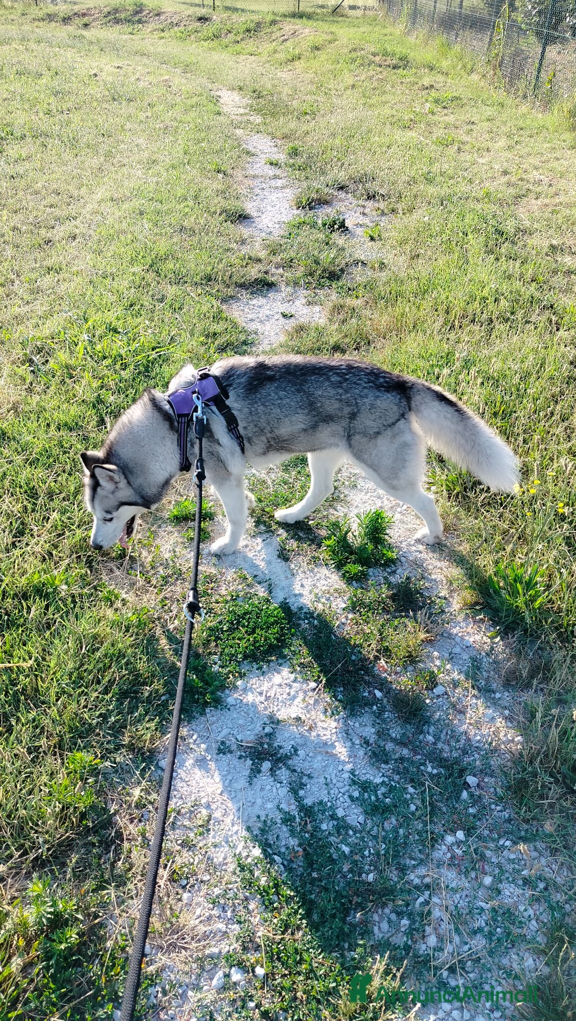 Husky cani Regalo femmina di husky  - Annuncio 2